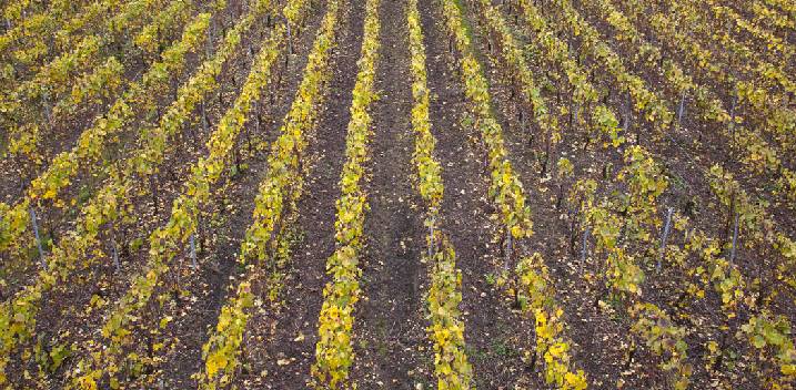 L'automne en Champagne