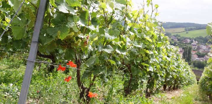 L'été en Champagne