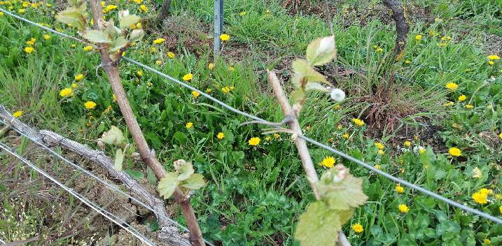 Le printemps en Champagne