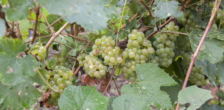 Le chardonnay de notre belle Champagne