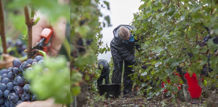 Les vendanges en Champagne