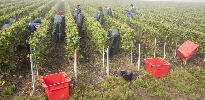 Les vendanges 2022 en Champagne !!!