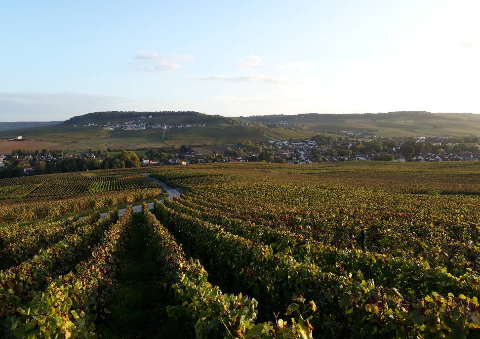 L'automne en Champagne