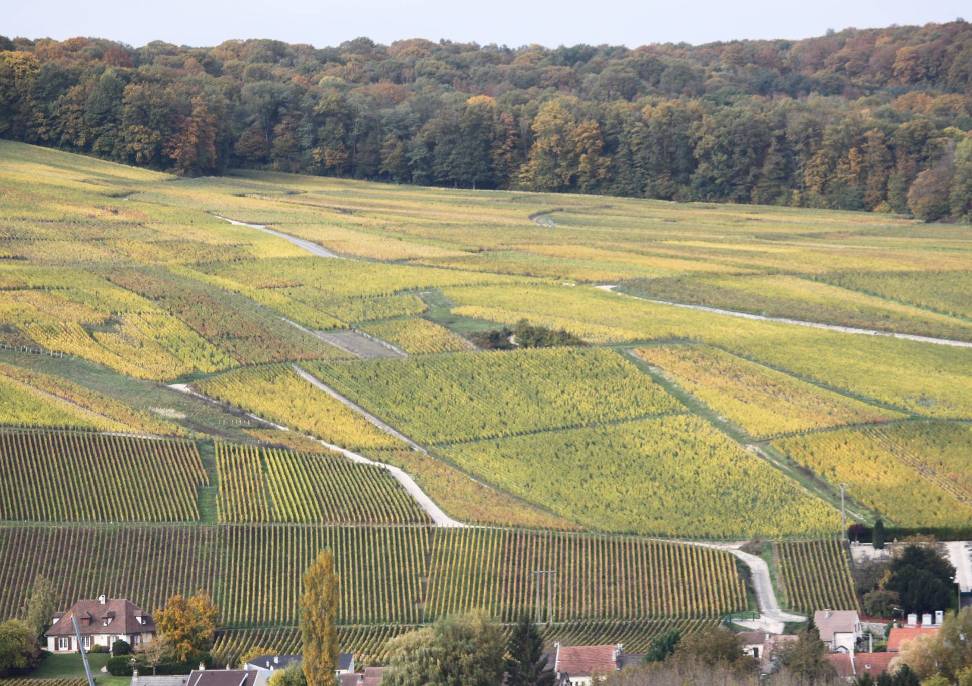 L'été en Champagne