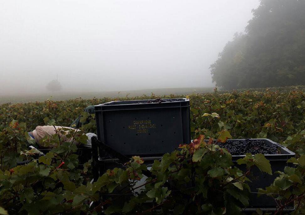 Vendanges en Champagne