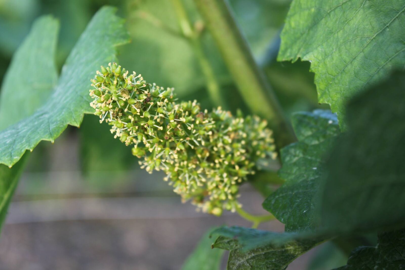 La fleur de la future grappe de raisin en Champagne