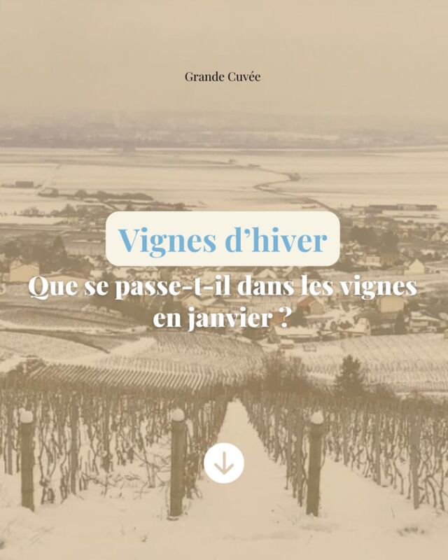 Janvier dans les Vignobles de Champagne 🍇❄️

La magie opère en ce mois de janvier ! 

Les vignes se préparent à une nouvelle saison avec la taille délicate des ceps. Chaque coupe façonne l'essence même de nos futures cuvées ! 🍾

Sous le givre hivernal, nos vignes se reposent en attendant le printemps…🥂

#grandecuvee #champagne #culture #vignoble #cuvee #champagnelover #vignes #vignerons #vineyard